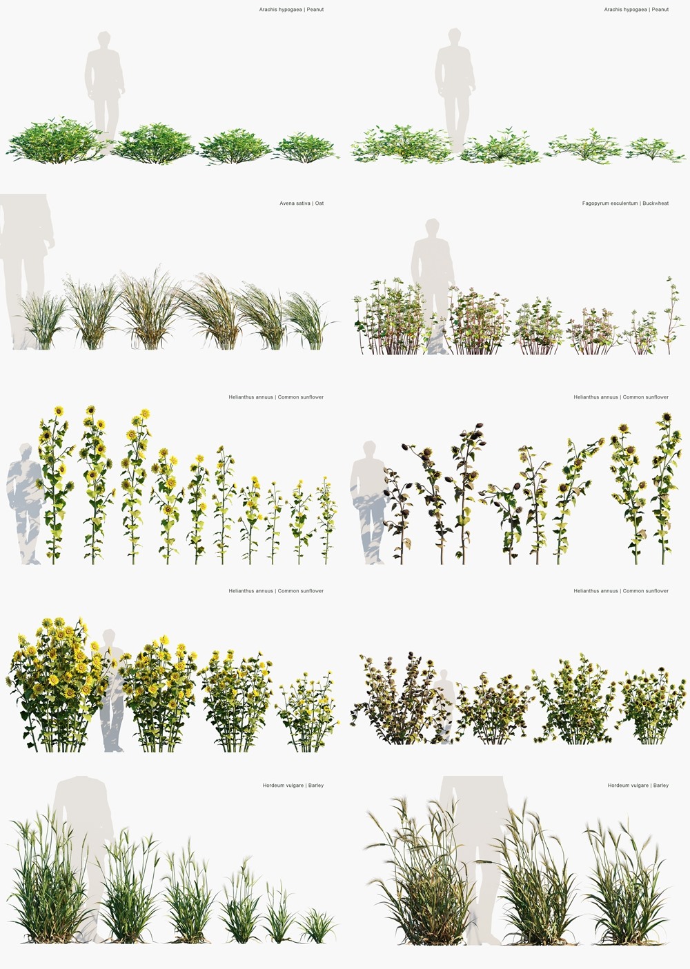 177种农业植物3D植被模型 Globe Plants - Bundle 54 - Agricultural Plants