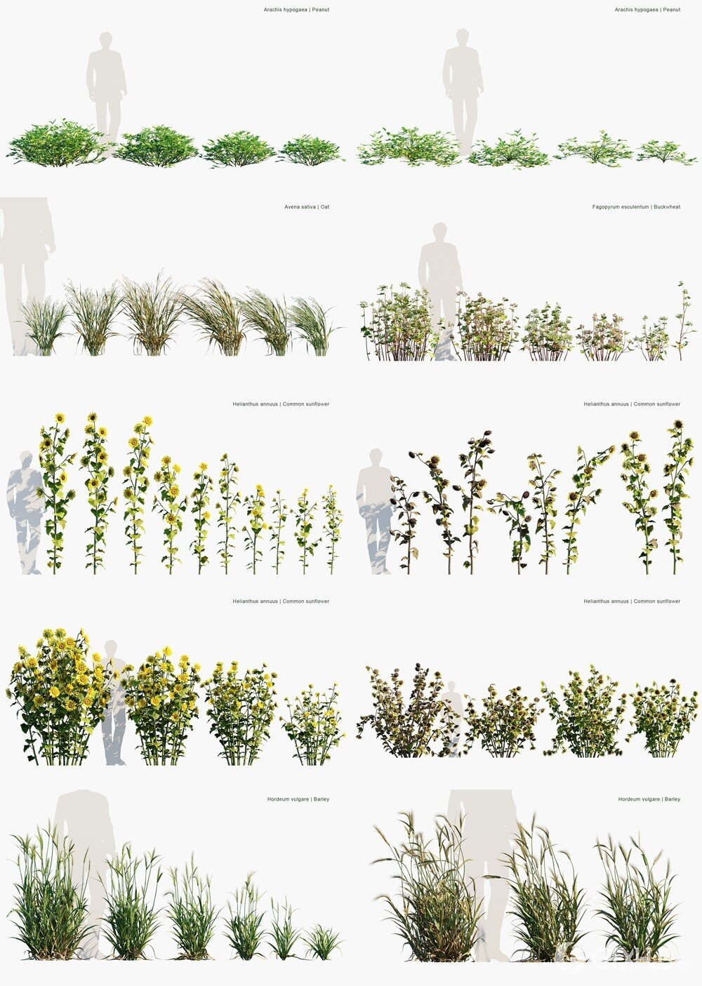 177种农业植物3D植被模型 Globe Plants - Bundle 54 - Agricultural Plants