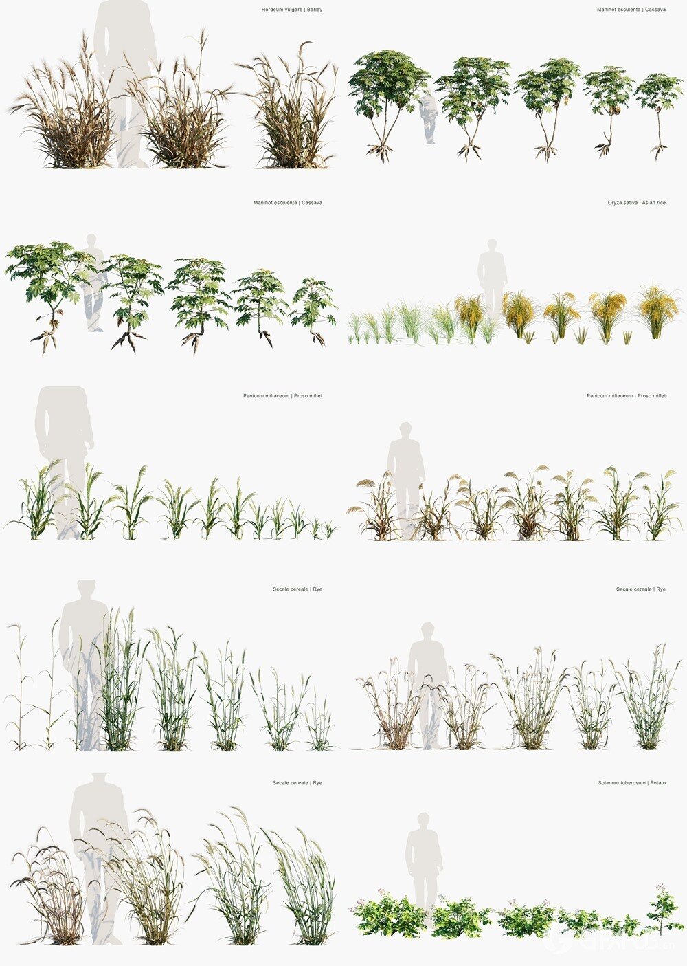 177种农业植物3D植被模型 Globe Plants - Bundle 54 - Agricultural Plants