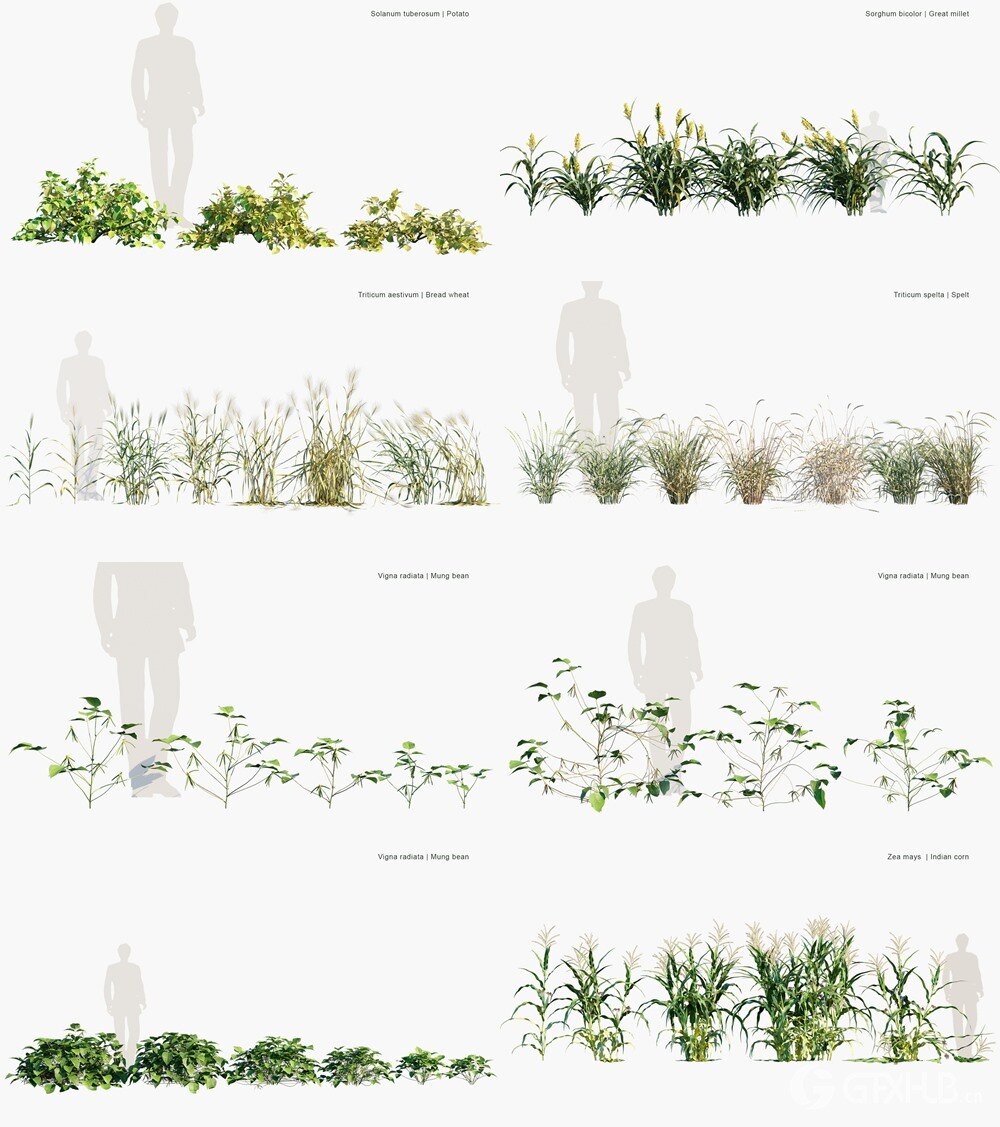 177种农业植物3D植被模型 Globe Plants - Bundle 54 - Agricultural Plants