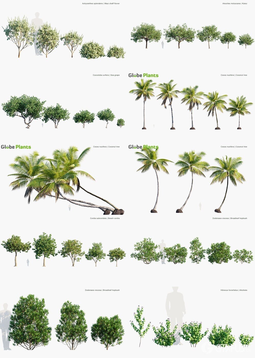 95种夏威夷热带棕榈树灌木3D模型 Globe Plants - Bundle 56 - Hawaiian Plant