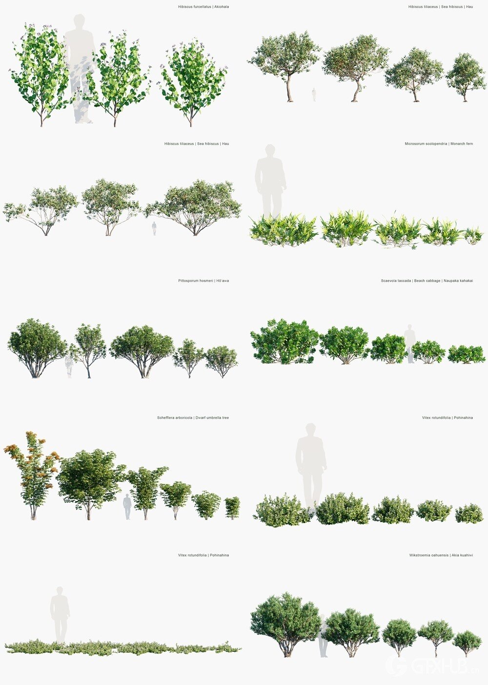 95种夏威夷热带棕榈树灌木3D模型 Globe Plants - Bundle 56 - Hawaiian Plant