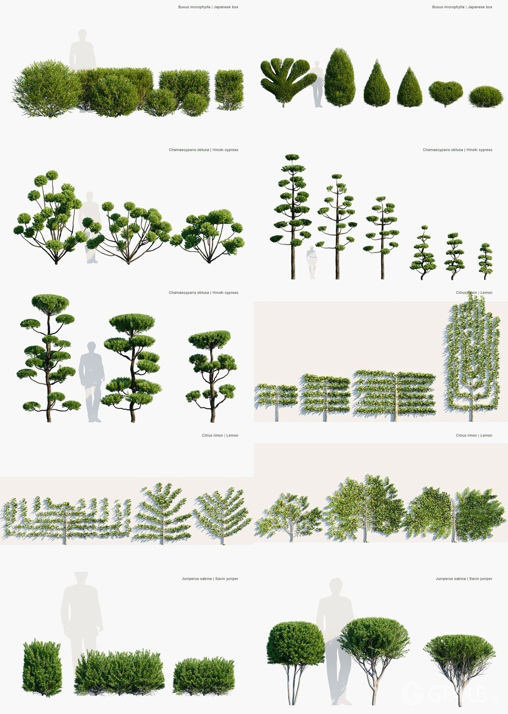 121种观赏植物和树篱3D植被模型 Globe Plants - Bundle 57 - Ornamental Plants Hedge 02