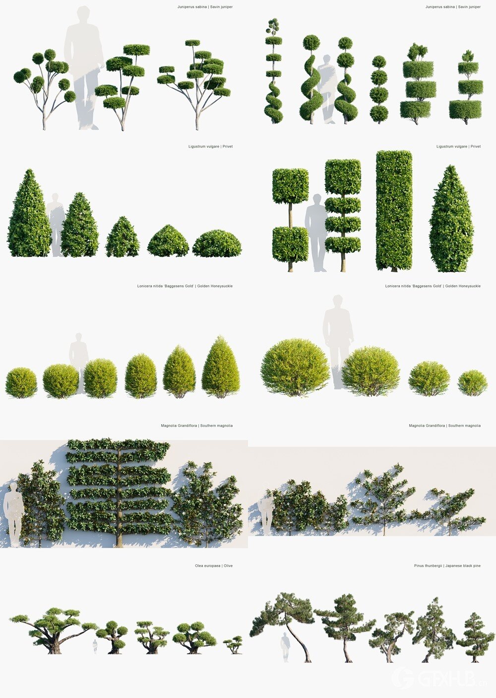 121种观赏植物和树篱3D植被模型 Globe Plants - Bundle 57 - Ornamental Plants Hedge 02
