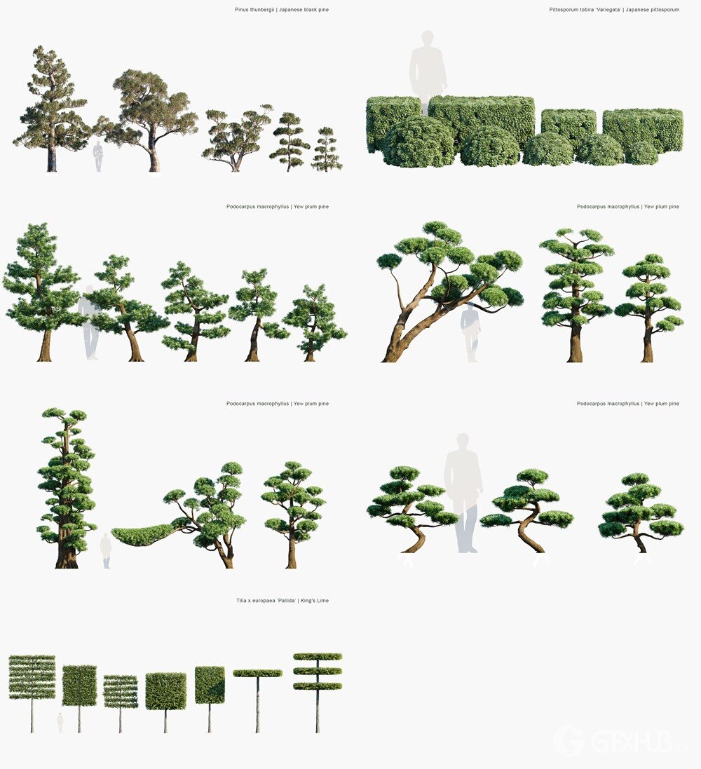 121种观赏植物和树篱3D植被模型 Globe Plants - Bundle 57 - Ornamental Plants Hedge 02