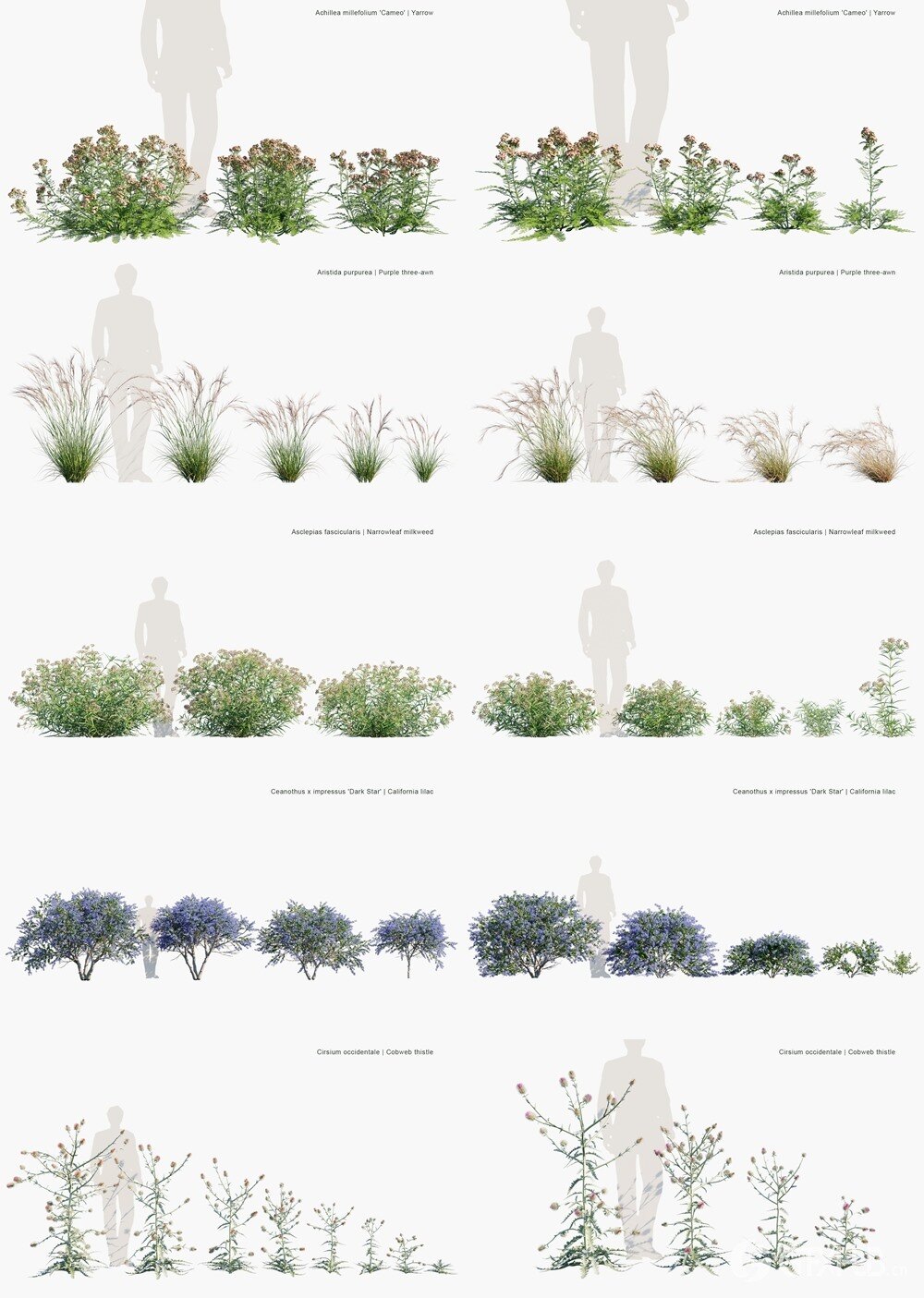 122种花草灌木3D植被模型 Globe Plants - Bundle 58 - Meadow Plants