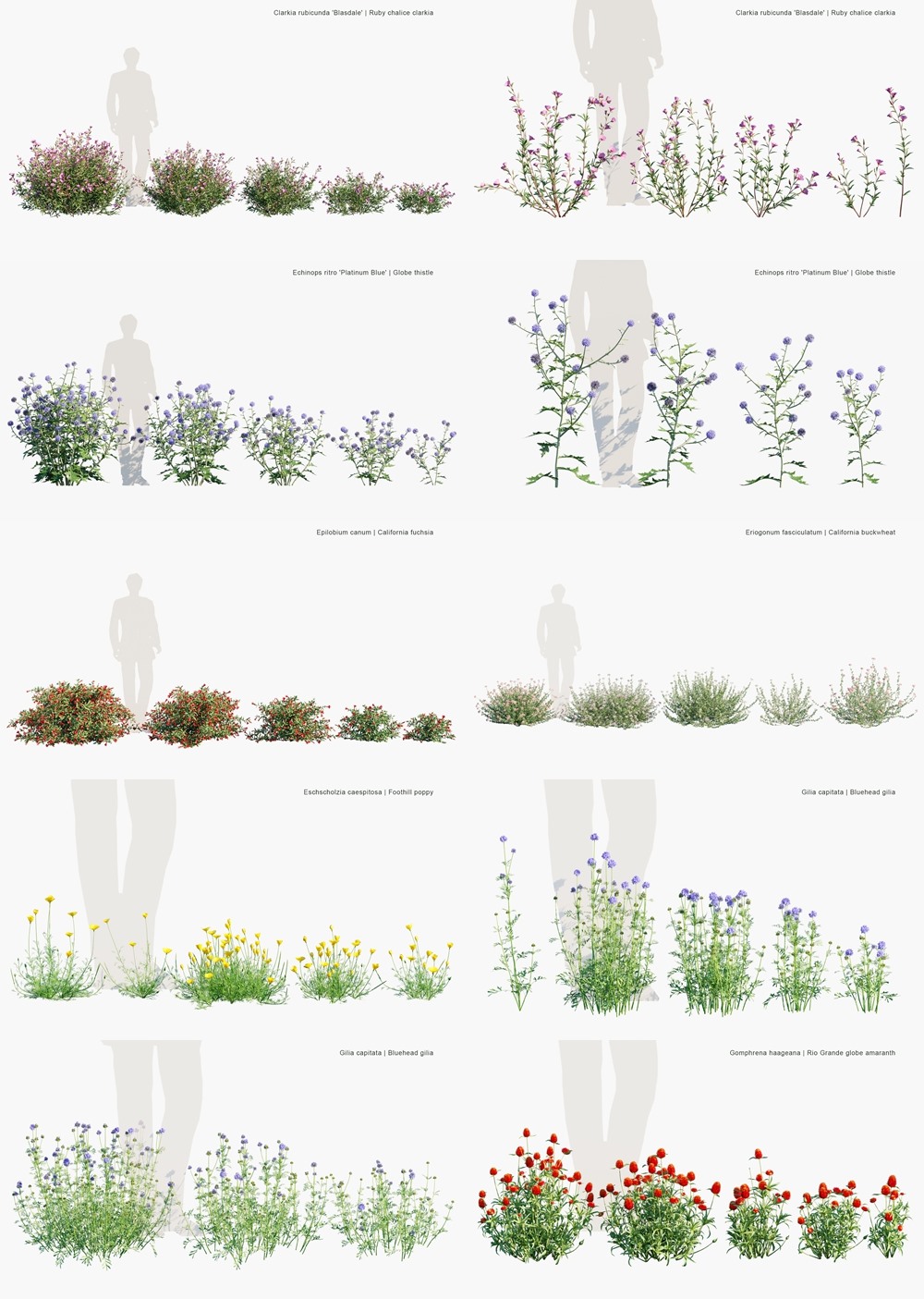 122种花草灌木3D植被模型 Globe Plants - Bundle 58 - Meadow Plants