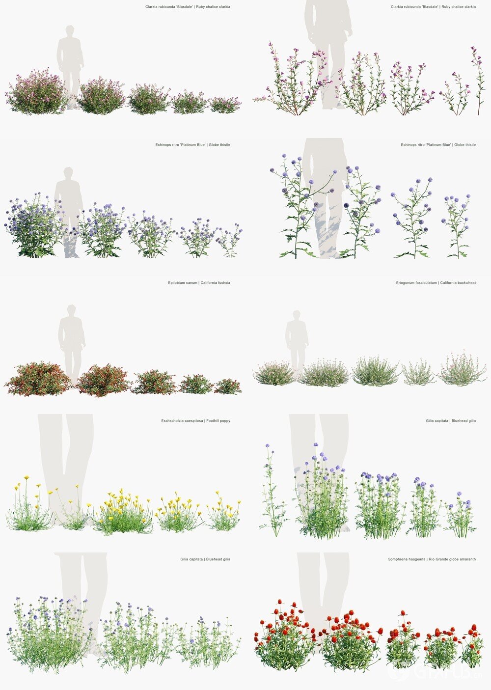 122种花草灌木3D植被模型 Globe Plants - Bundle 58 - Meadow Plants