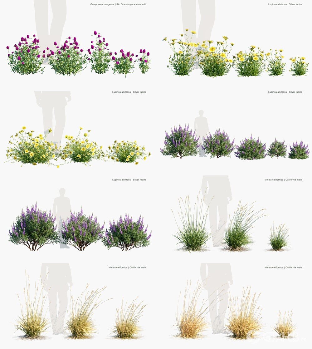122种花草灌木3D植被模型 Globe Plants - Bundle 58 - Meadow Plants