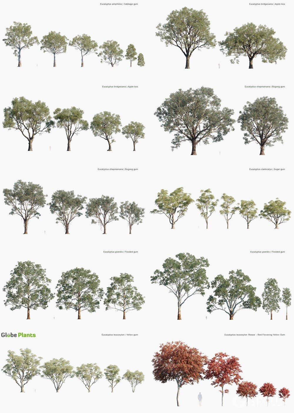 93种桉树3D模型 Globe Plants - Bundle 62 - Eucalyptus Trees