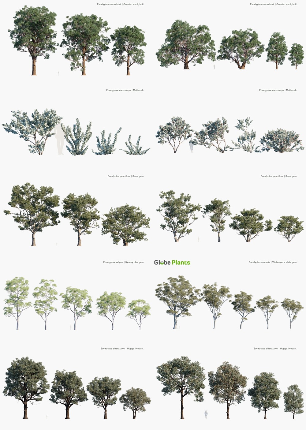 93种桉树3D模型 Globe Plants - Bundle 62 - Eucalyptus Trees