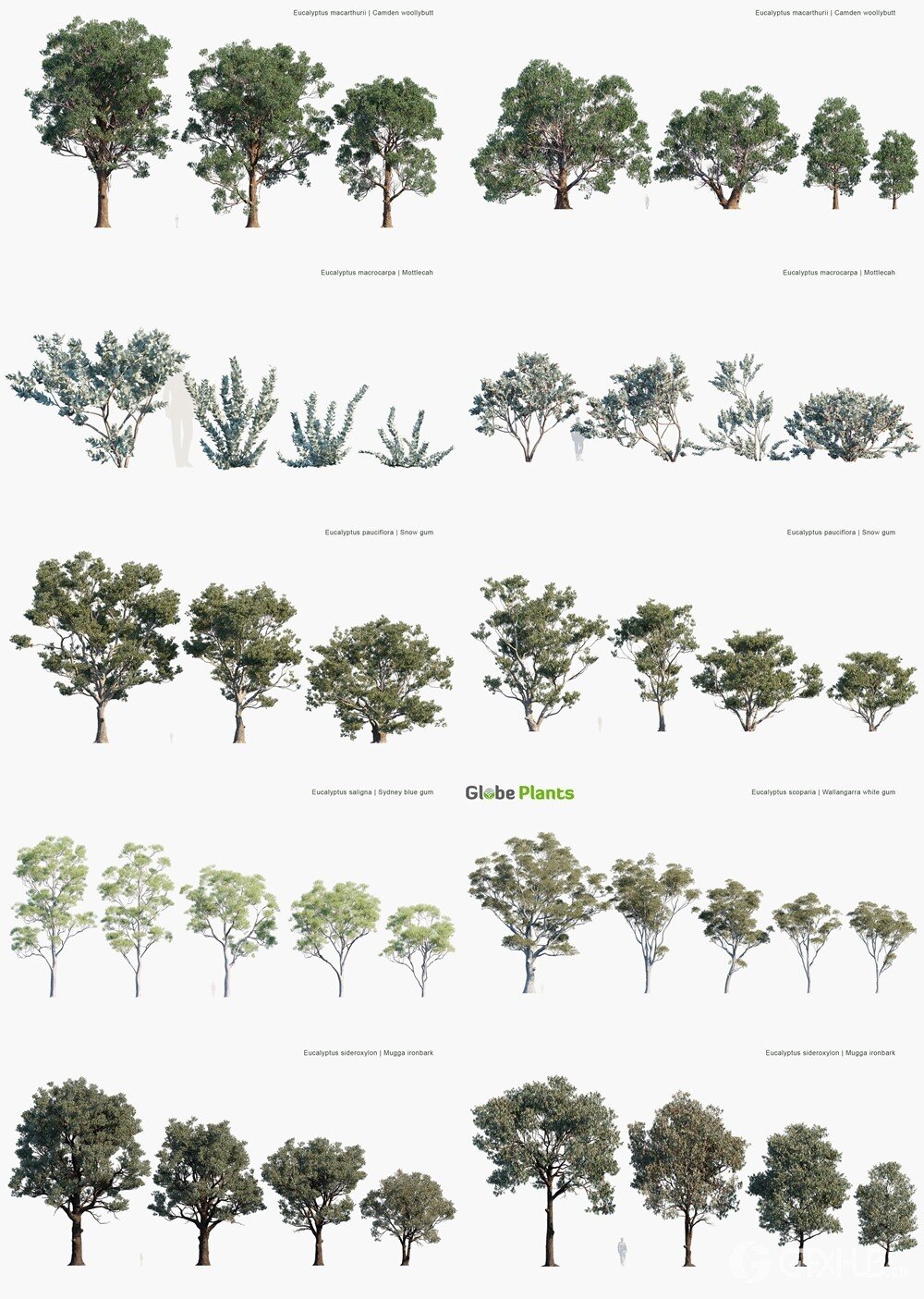 93种桉树3D模型 Globe Plants - Bundle 62 - Eucalyptus Trees