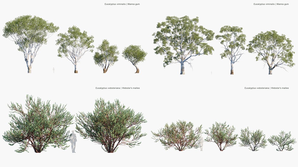93种桉树3D模型 Globe Plants - Bundle 62 - Eucalyptus Trees