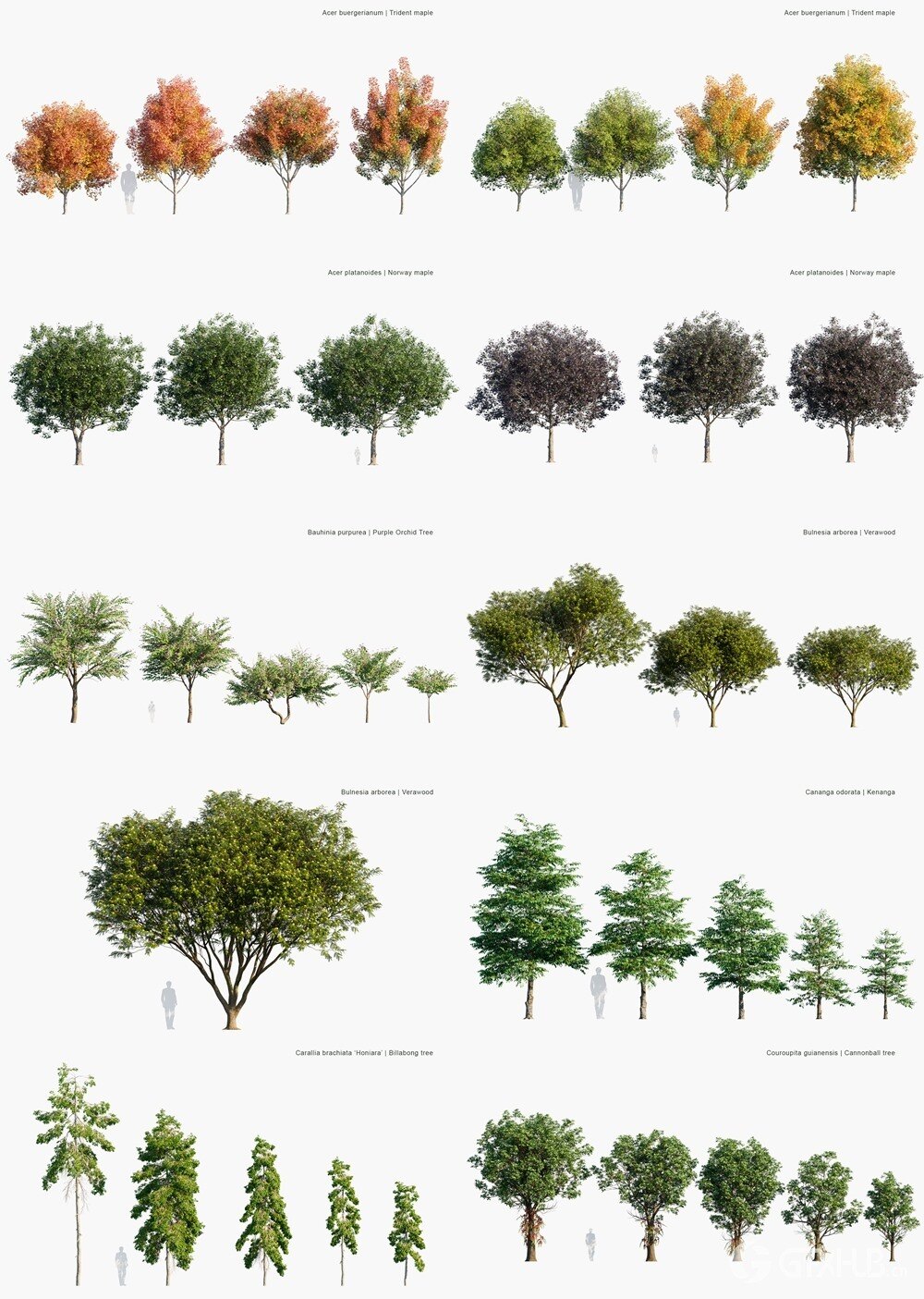 99种街道树木3D模型 Globe Plants - Bundle 65 - Stree trees