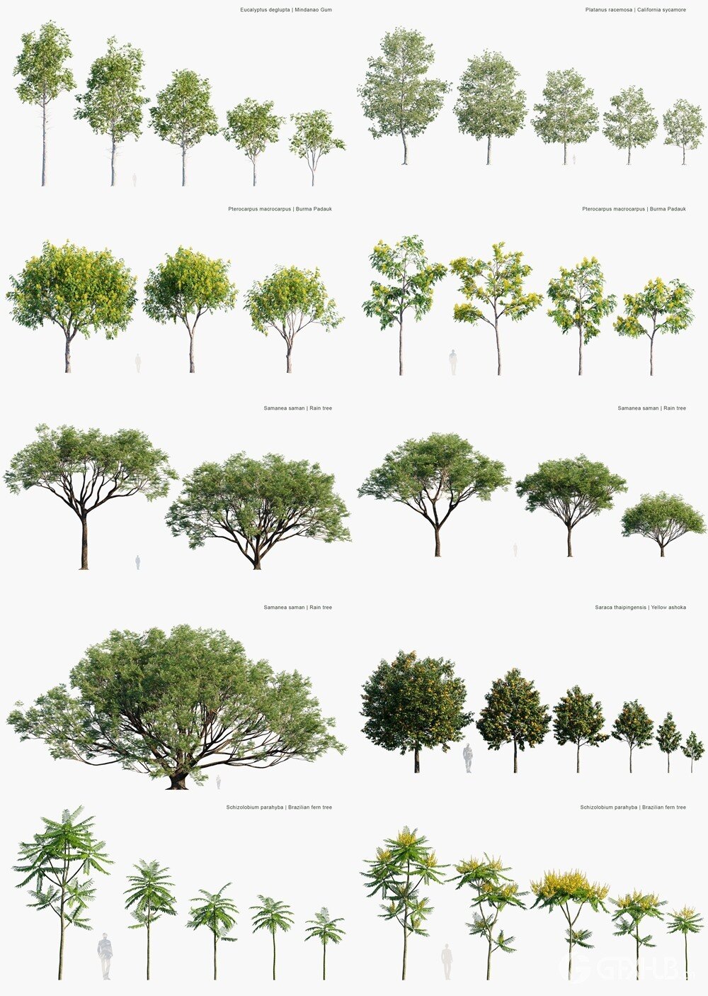 99种街道树木3D模型 Globe Plants - Bundle 65 - Stree trees