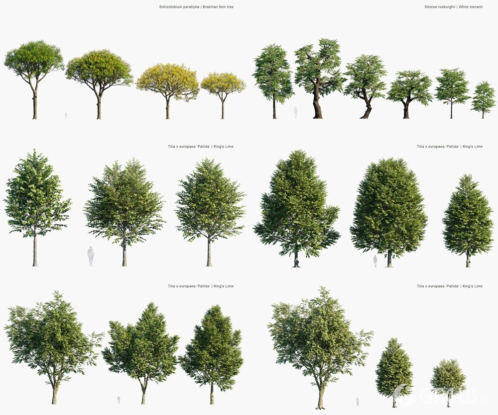 99种街道树木3D模型 Globe Plants - Bundle 65 - Stree trees