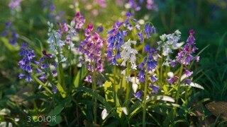 花集vol05 风信子3D模型 Bluebell Pack vol05 Low-poly 3D model