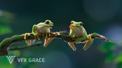 青蛙动画3D模型 Tree Frog – VfX Grace