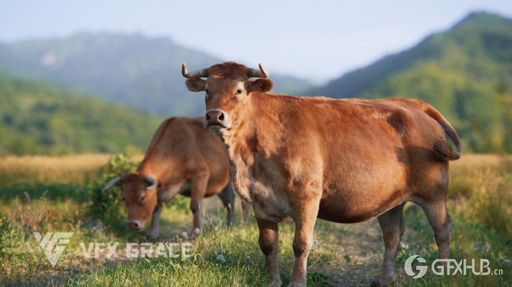 动画绑定黄牛 3D 模型 适用于 Blender（格式：Blender/OBJ格式）