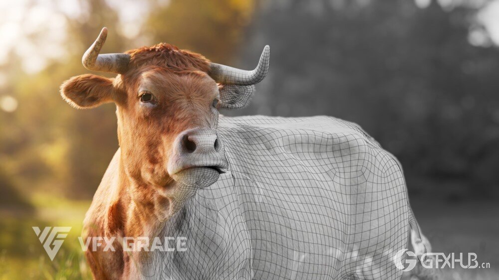 动画绑定黄牛 3D 模型 适用于 Blender