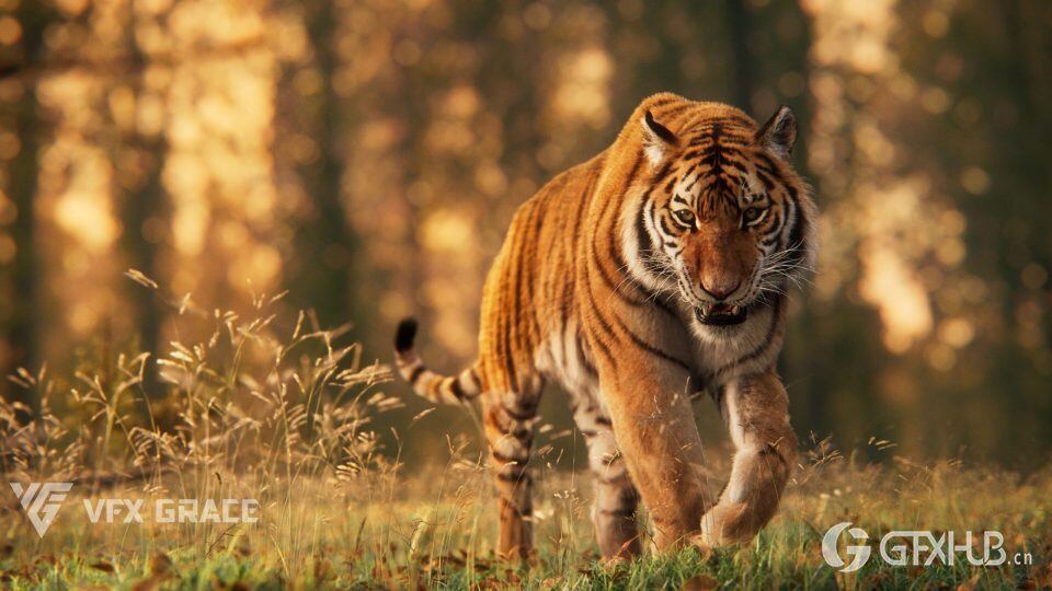 西伯利亚虎 3D 动画模型 Siberian Tiger - VfX Grace