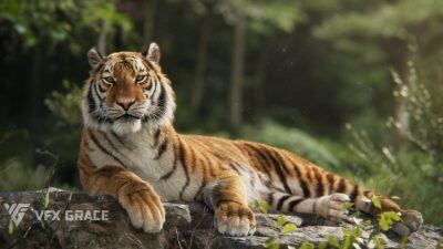 西伯利亚虎 3D 动画模型 Siberian Tiger – VfX Grace
