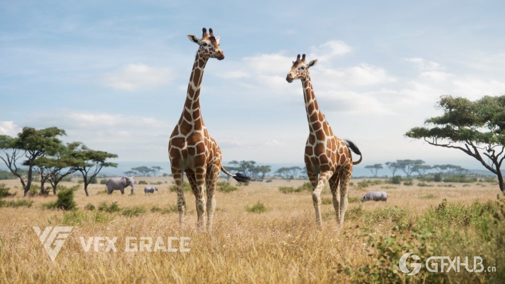 动画绑定长颈鹿3D模型 Giraffe Animated - VFX Grace