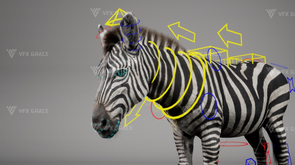 斑马3D动画模型 Zebra Animation - VfX Grace