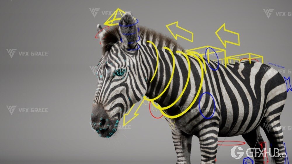 斑马3D动画模型 Zebra Animation - VfX Grace