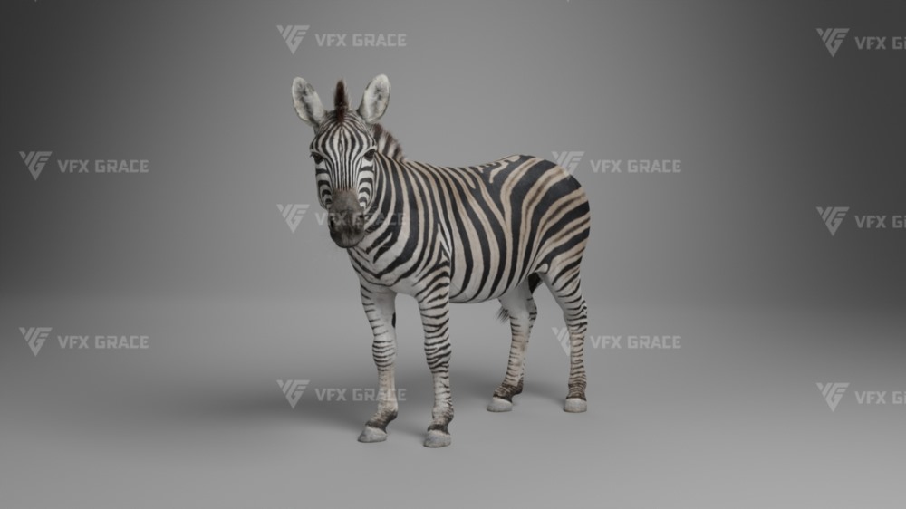 斑马3D动画模型 Zebra Animation - VfX Grace