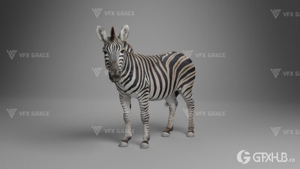 斑马3D动画模型 Zebra Animation - VfX Grace
