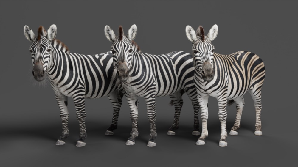 斑马3D动画模型