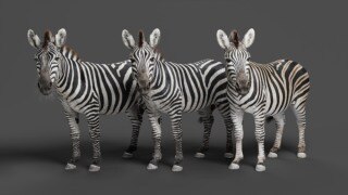 斑马3D动画模型 Zebra Animation – VfX Grace