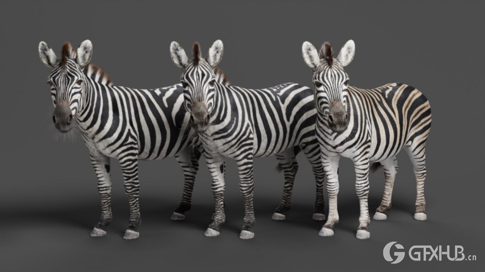 斑马3D动画模型