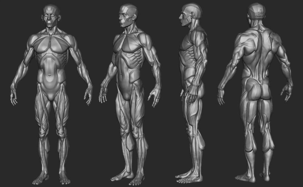 【中文字幕】Zbrush 中级男性解剖学 CGBump Zbrush Senior Anatomy (Male)