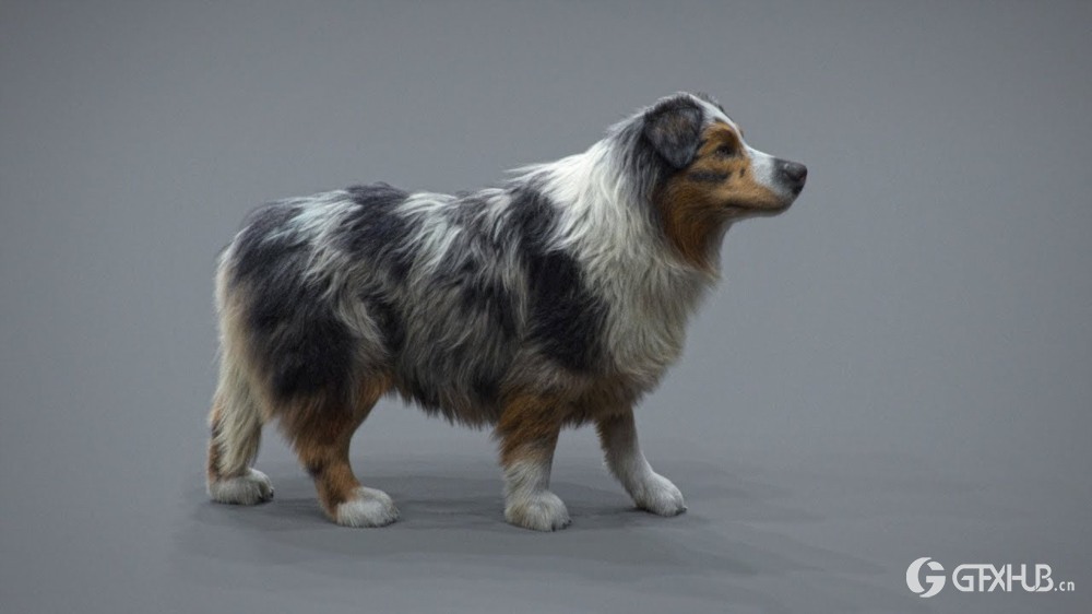 Maya、XGen 狗真实毛发制作全流程教程