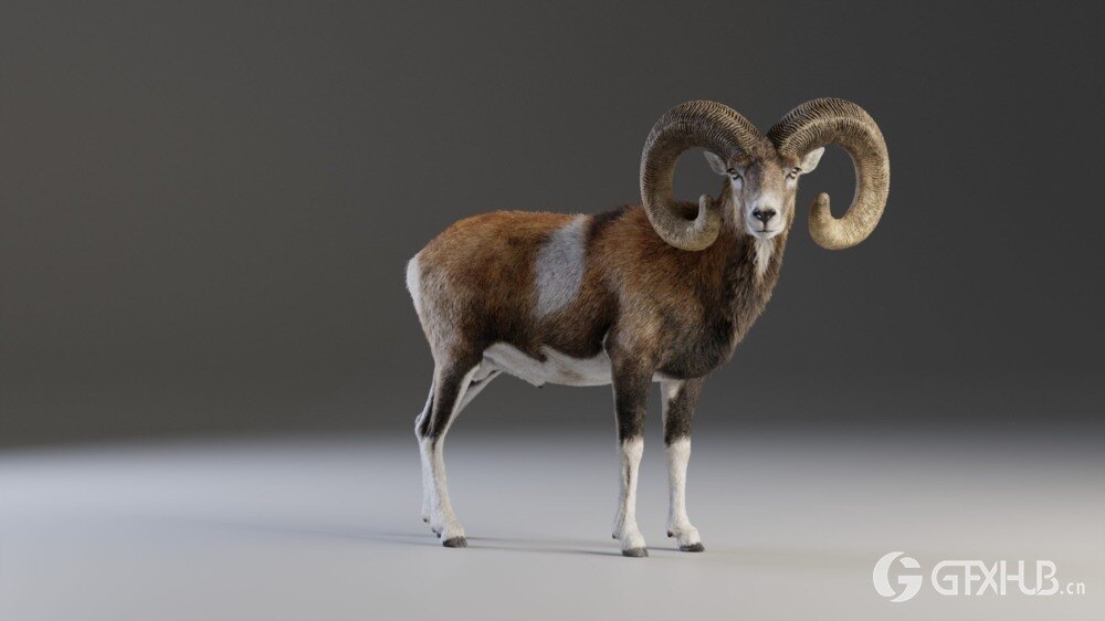 Blender 欧洲山羊3D模型 European Mouflon Male Animated