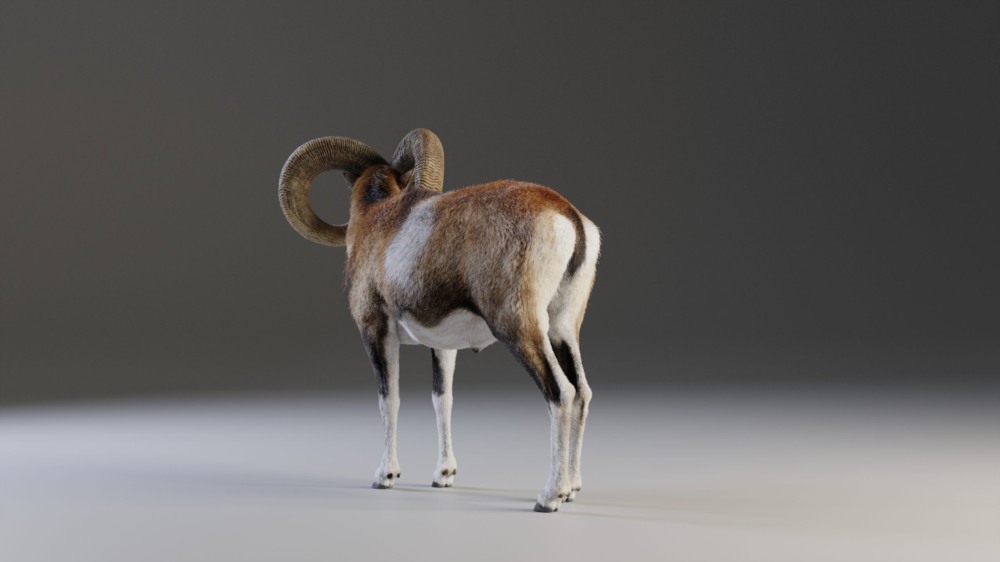 Blender 欧洲山羊3D模型 European Mouflon Male Animated