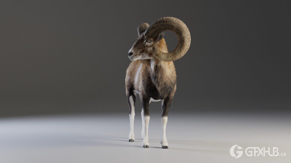 Blender 欧洲山羊3D模型 European Mouflon Male Animated