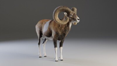 Blender 欧洲山羊3D模型 European Mouflon Male Animated