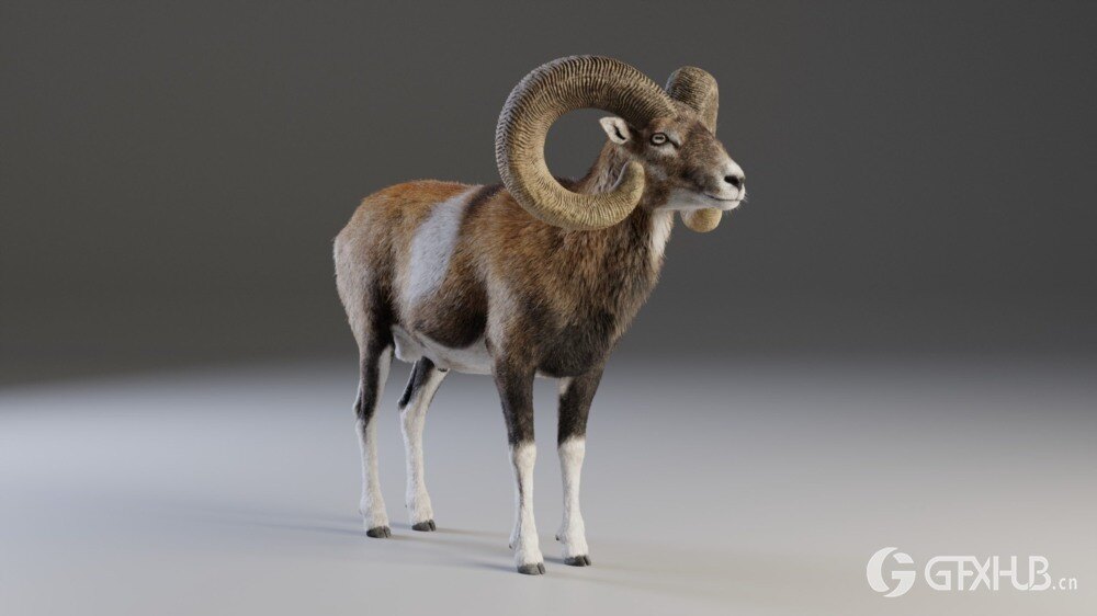Blender 欧洲山羊3D模型 European Mouflon Male Animated