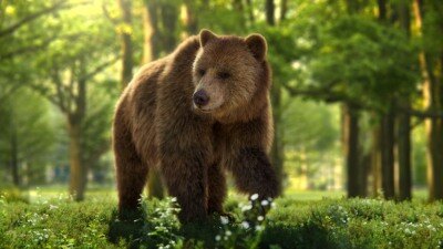 Blender 雌性棕熊3D模型 VFX Grace – Female Brown Bear