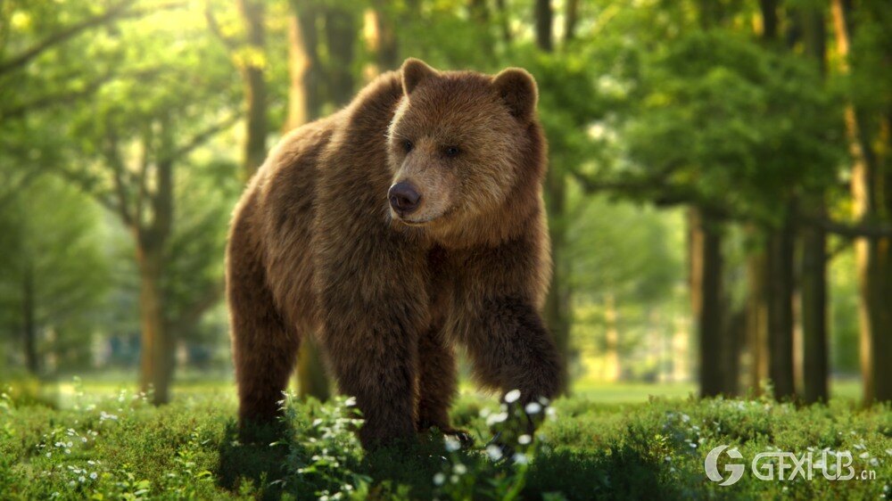 Blender 雌性棕熊3D模型 VFX Grace – Female Brown Bear