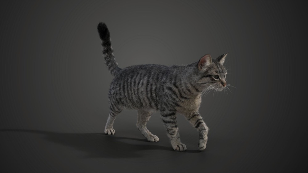 Blender 灰色虎斑猫 3D 模型 Grey Tabby Cat Blender 3D Model