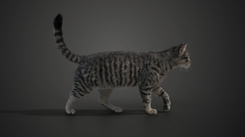 Blender 灰色虎斑猫 3D 模型 Grey Tabby Cat Blender 3D Model