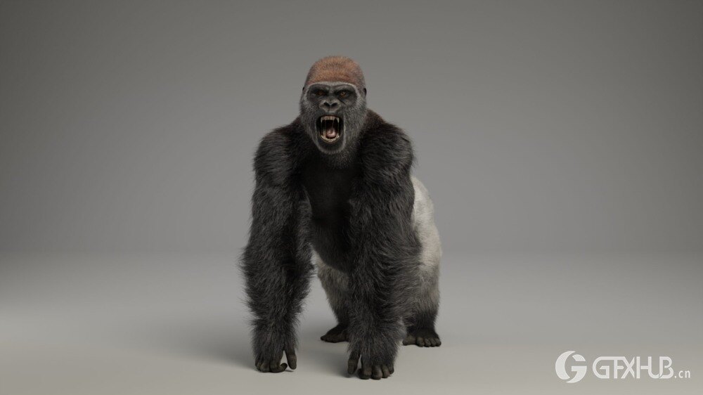Blender 大猩猩动画绑定3D模型 Silverback Gorilla Vfx Grace