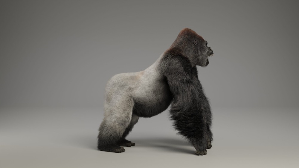 Blender 大猩猩动画绑定3D模型 Silverback Gorilla Vfx Grace
