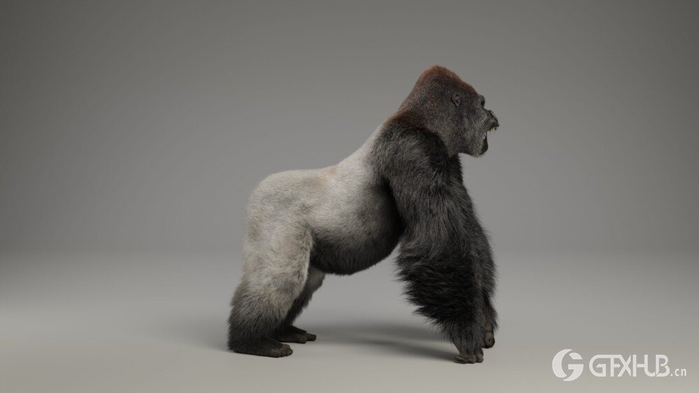 Blender 大猩猩动画绑定3D模型 Silverback Gorilla Vfx Grace