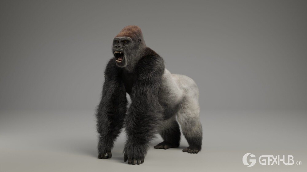 Blender 大猩猩动画绑定3D模型 Silverback Gorilla Vfx Grace
