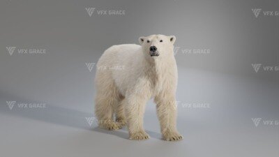 Blender 北极熊3D模型 VFX Grace – Polar Bear Rigged